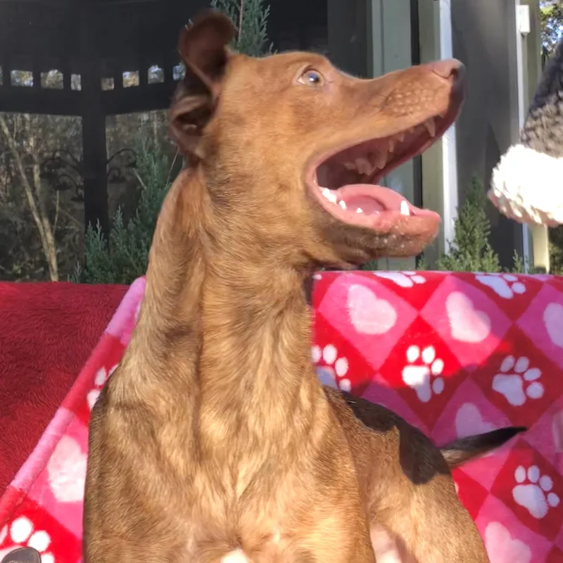 Sadie thumbnail 6