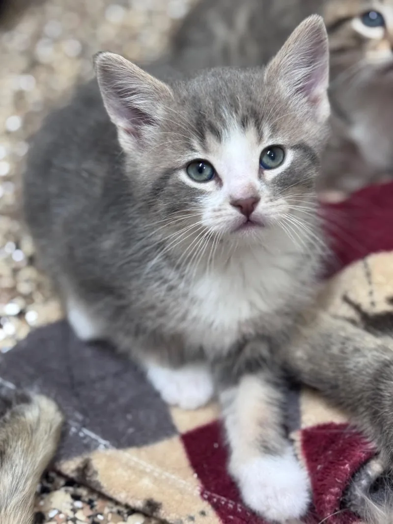 A baby small-sized male Gray & White Domestic Short Hair cat named Muskmelon for adoption in Hackensack, MN