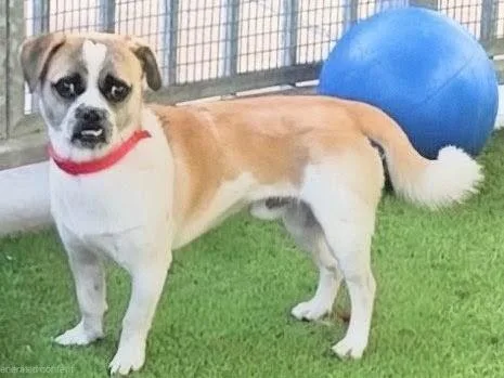 A young small-sized male White / Cream Pug dog named Otis for adoption in Canoga Park, CA
