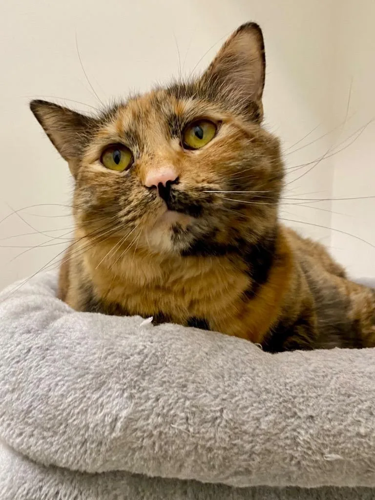 A young medium-sized female Domestic Short Hair cat named Nala for adoption in Napa, CA