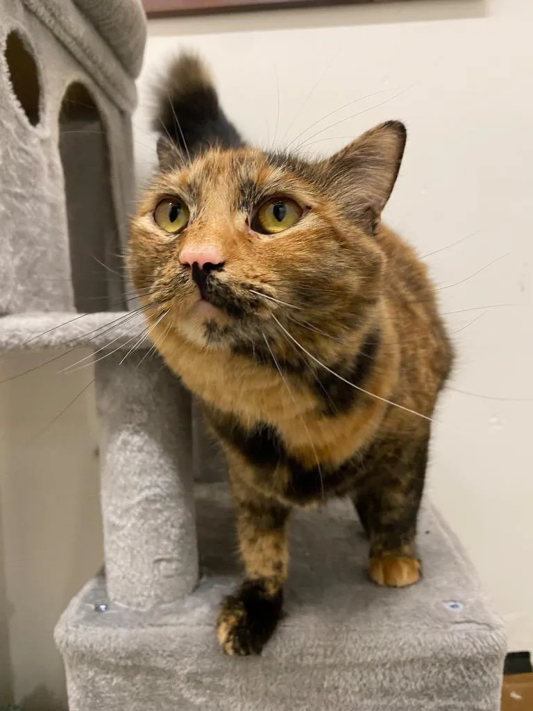 Nala thumbnail 2