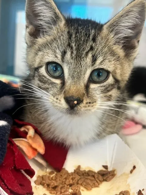 A baby small-sized male Tabby (Brown / Chocolate) Domestic Short Hair cat named Bon Jovi for adoption in Manassas, VA