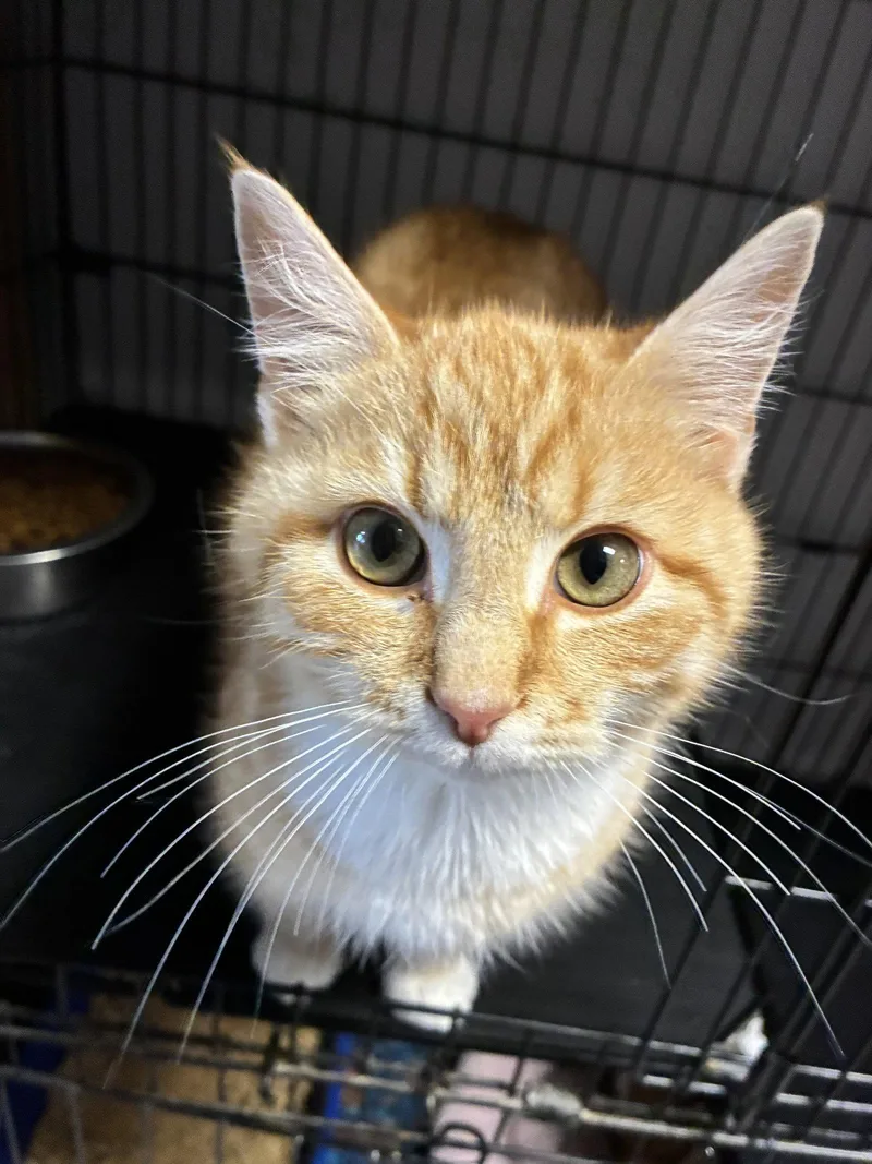 A young medium-sized male Tabby (Orange / Red) Tabby cat named Dorito for adoption in Georgetown, KY
