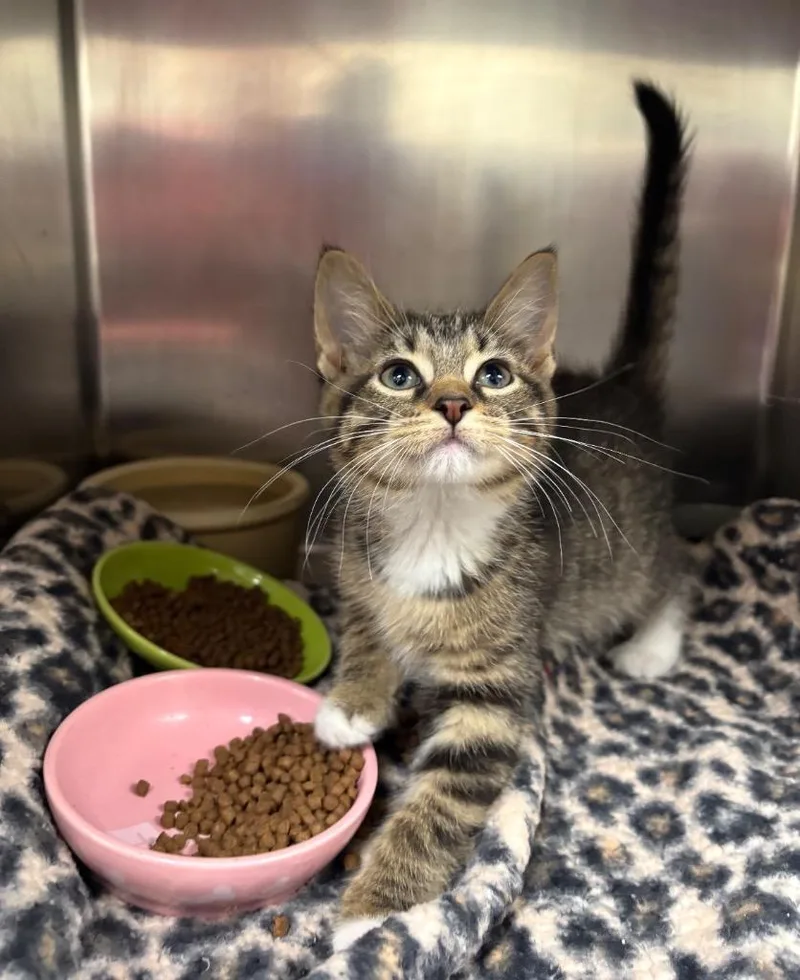 A baby medium-sized female American Shorthair cat named Sugar for adoption in Findlay, OH
