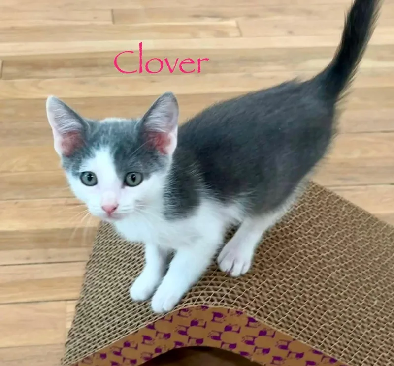 A baby small-sized female Gray & White Domestic Short Hair cat named Clover for adoption in Shrewsbury, MA