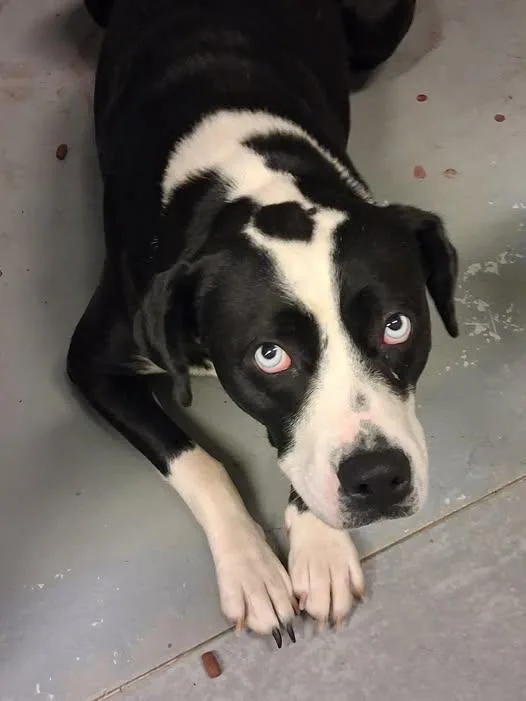 An adult medium-sized female Black Labrador Retriever dog named Oreo for adoption in Stuart, VA