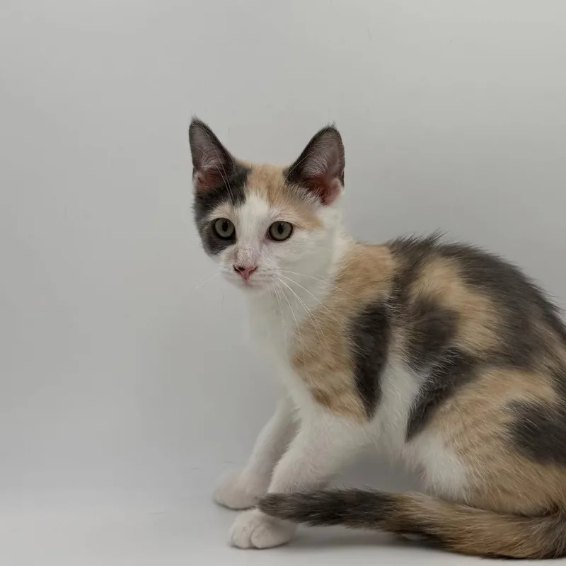 A baby medium-sized female Domestic Short Hair cat named Mauna Loa for adoption in State College, PA