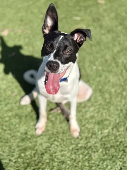 A young large-sized male Pointer dog named Magic for adoption in Daytona Beach, FL