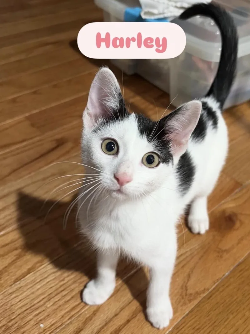 A baby small-sized female Black & White / Tuxedo Domestic Short Hair cat named Harley Dipper Bugsy for adoption in Staten Island, NY