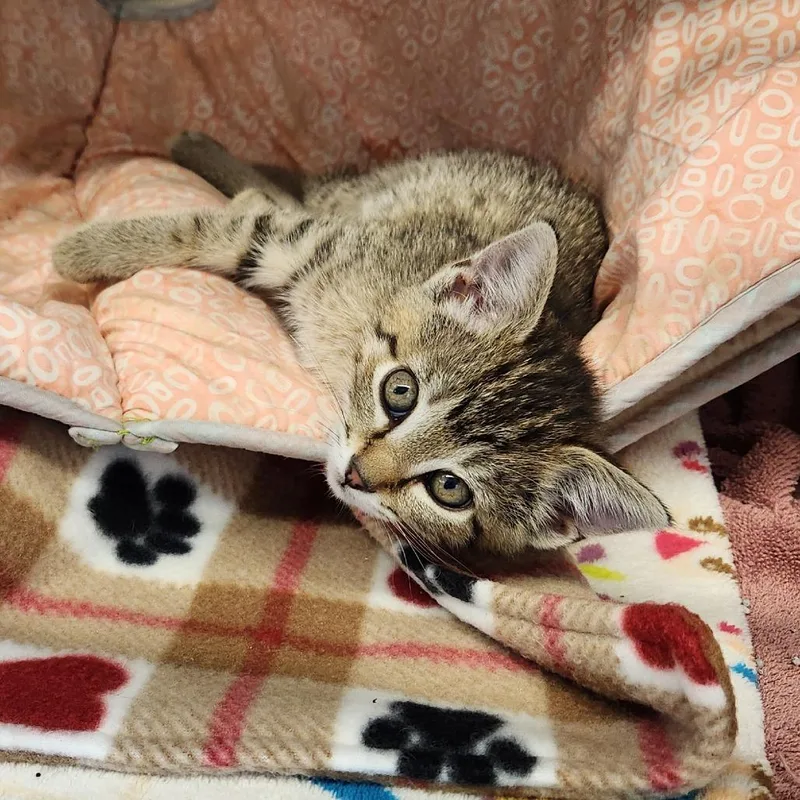 A baby small-sized female Brown / Chocolate Domestic Short Hair cat named Margaret for adoption in Delaware, OH