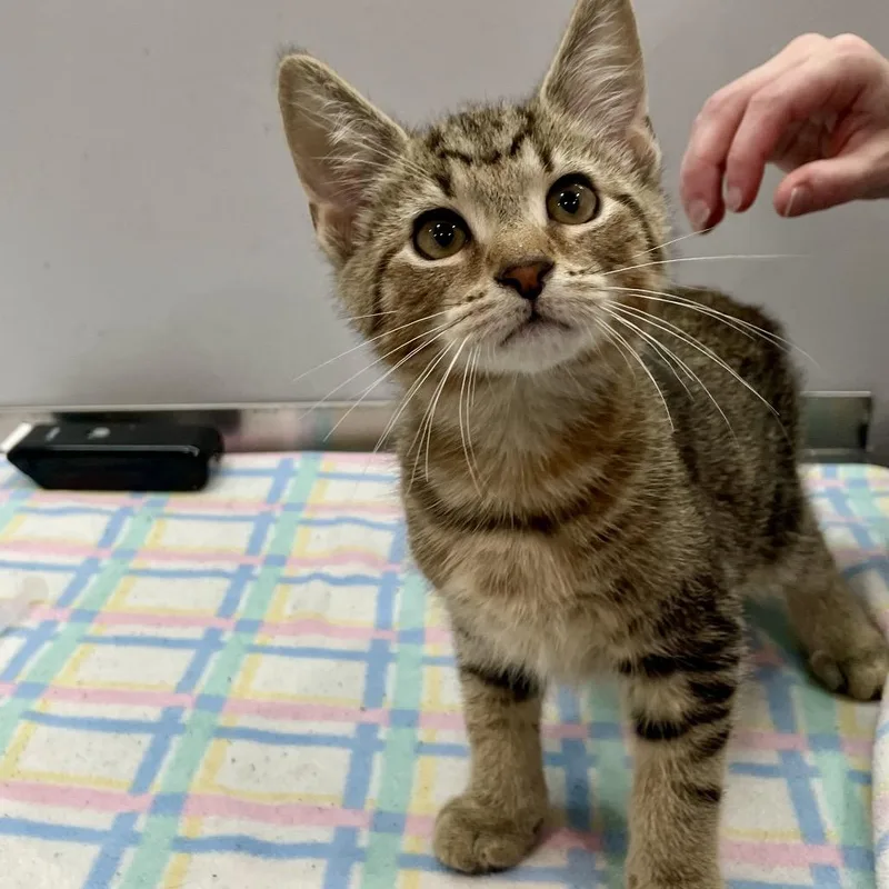 A baby small-sized male Buff / Tan / Fawn Domestic Short Hair cat named Rocky for adoption in Fairmont, WV