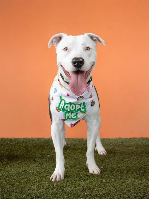 A young large-sized female American Bulldog dog named Caroline for adoption in Miami, FL