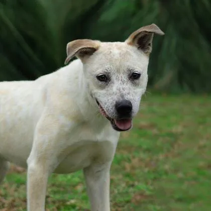 An adult large-sized male White / Cream Cattle Dog dog named Hunter for adoption in Tyler, TX
