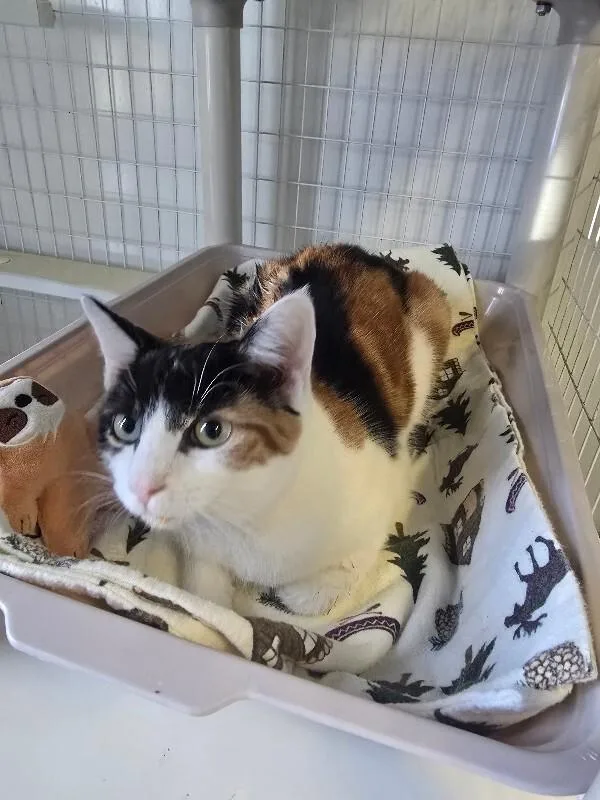 An adult medium-sized female Domestic Short Hair cat named Poppy for adoption in Cortland, NY