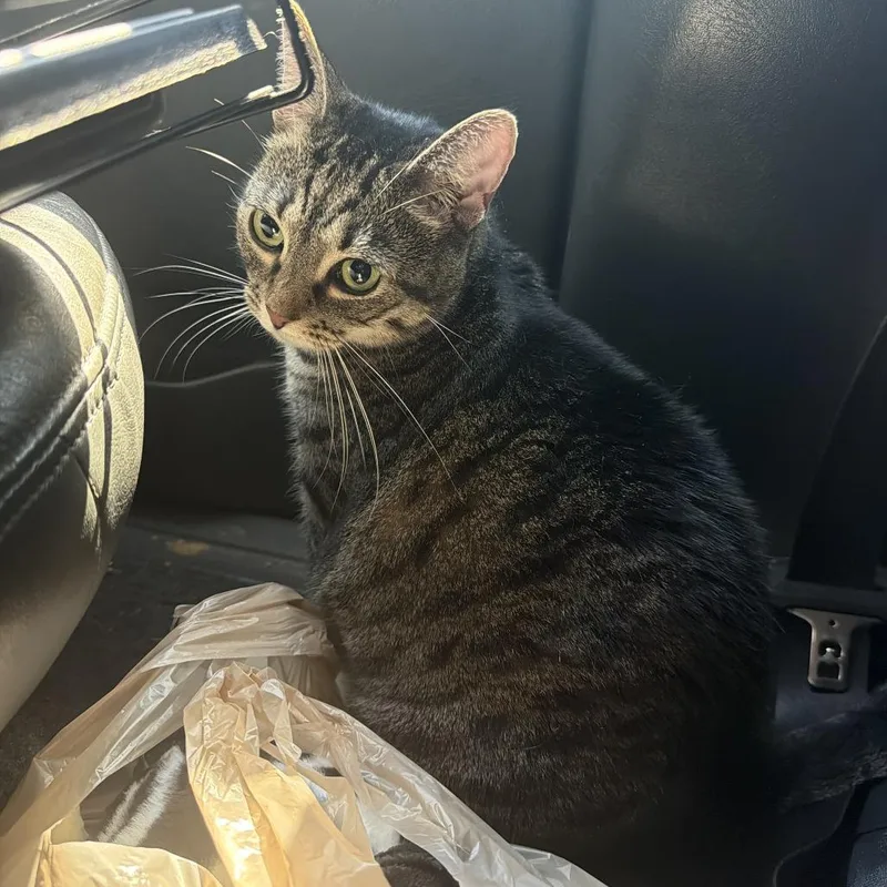 An adult large-sized female Domestic Short Hair cat named Gloria for adoption in Greensboro, NC