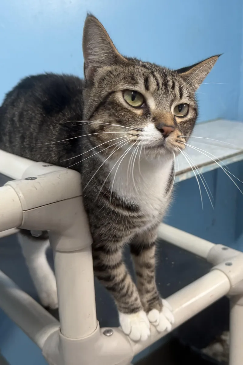 An adult medium-sized female Tabby (Brown / Chocolate) Domestic Short Hair cat named Astrid for adoption in Plant City, FL