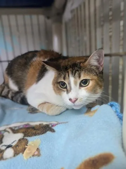 An adult medium-sized female Calico Domestic Short Hair cat named Suzi for adoption in Key West, FL
