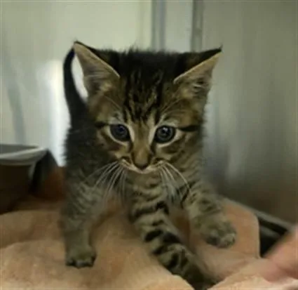 A baby small-sized male Domestic Short Hair cat named Lazboy for adoption in Santa Maria, CA