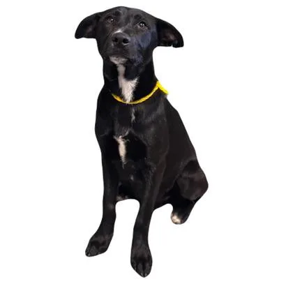 A young medium-sized female Labrador Retriever dog named Jade for adoption in Red Bluff, CA