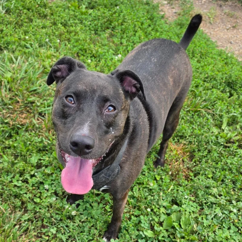 An adult medium-sized female Brindle Mixed Breed dog named Zelda for adoption in Jefferson city, TN