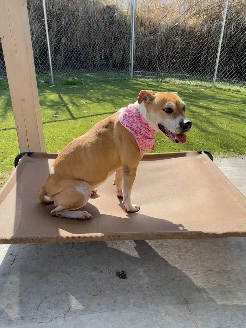 An adult medium-sized female White / Cream Pit Bull Terrier dog named Jewels for adoption in Houston, TX