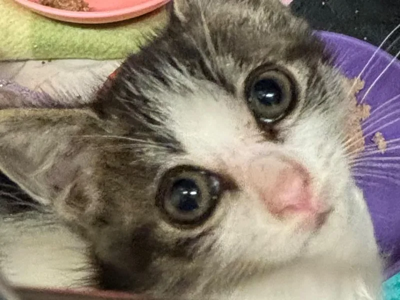 A baby small-sized female Domestic Short Hair cat named Bunny for adoption in Elizabethton, TN