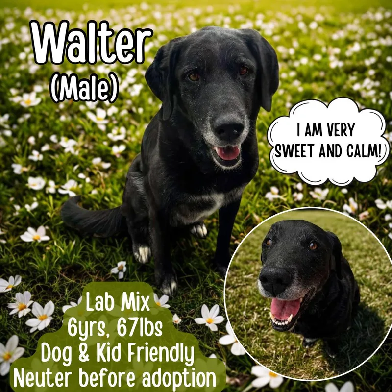 Walter