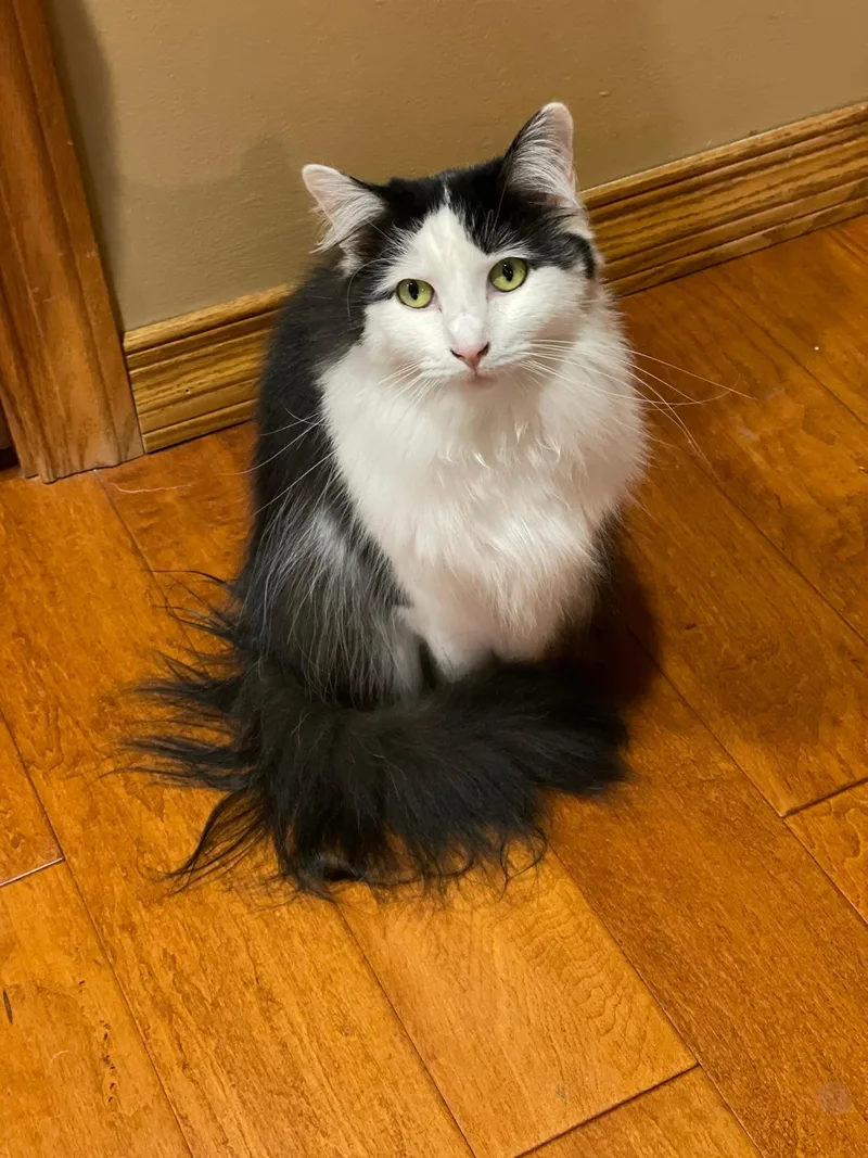 An adult medium-sized female Domestic Long Hair cat named Sophia for adoption in Navarre, FL
