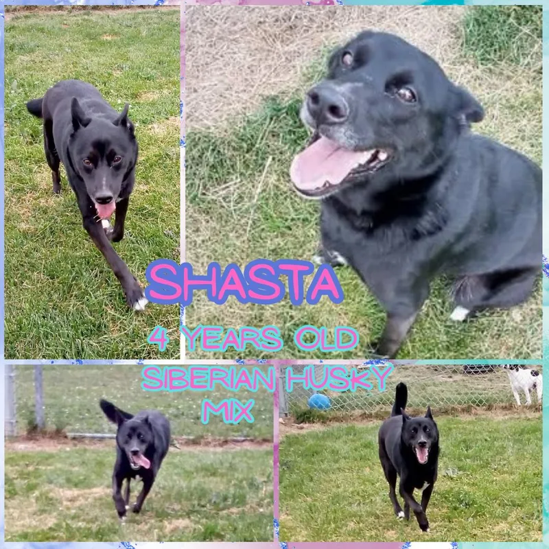 An adult medium-sized female Black Siberian Husky dog named Shasta for adoption in Franklin, IN