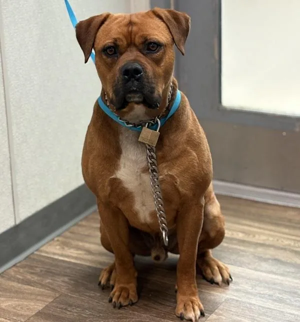 An adult large-sized male Pit Bull Terrier dog named Marco for adoption in San Diego, CA