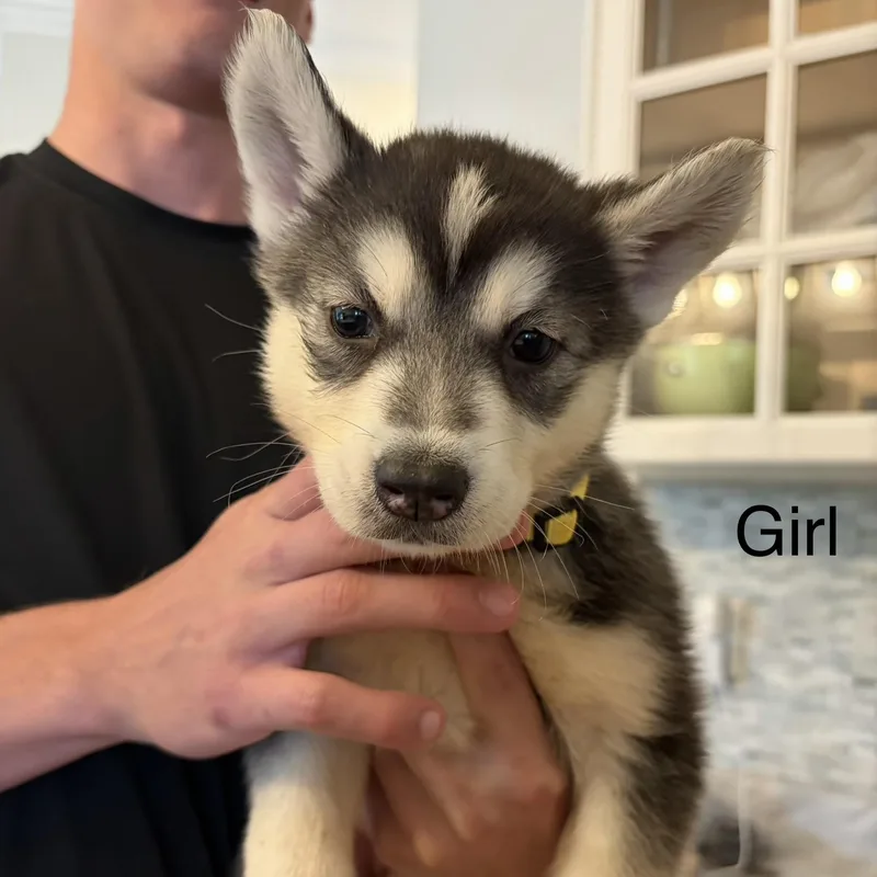 A baby medium-sized female Black Siberian Husky dog named Akira for adoption in Brentwood, TN