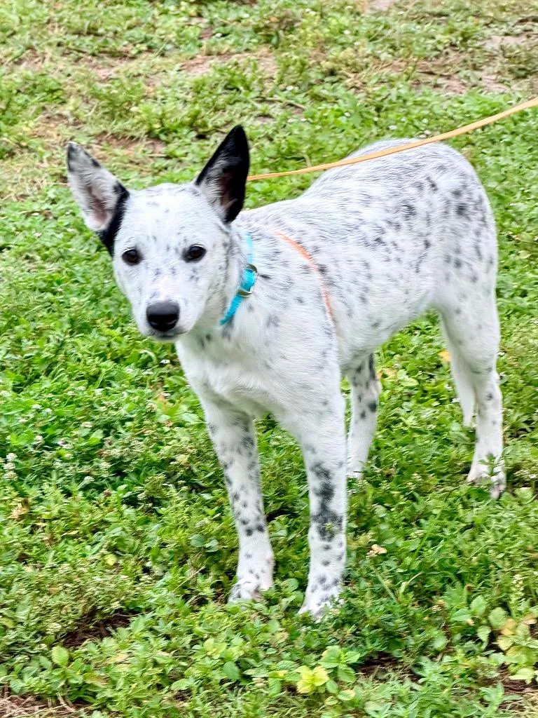 A young medium-sized female Cattle Dog dog named Sovereignty for adoption in Cape Coral, FL