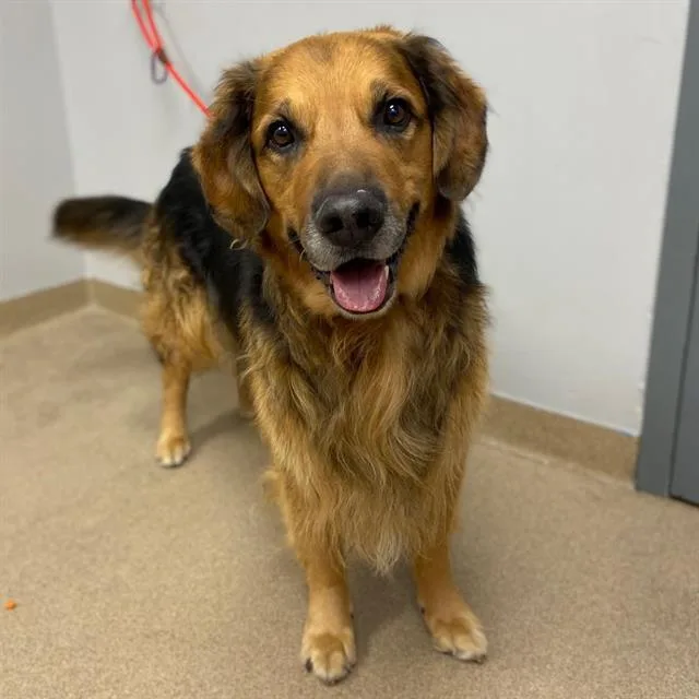An adult large-sized male Flat-Coated Retriever dog named Prince for adoption in Aurora, CO