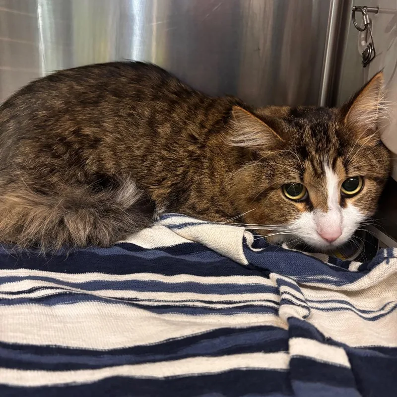 A young medium-sized male White Domestic Medium Hair cat named Cal for adoption in Belleville, IL