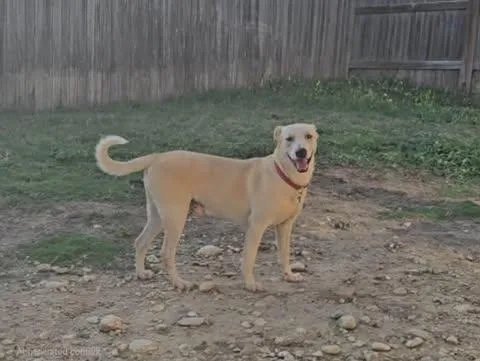 A young large-sized male Yellow / Tan / Blond / Fawn Husky dog named Singer for adoption in San Antonio, TX