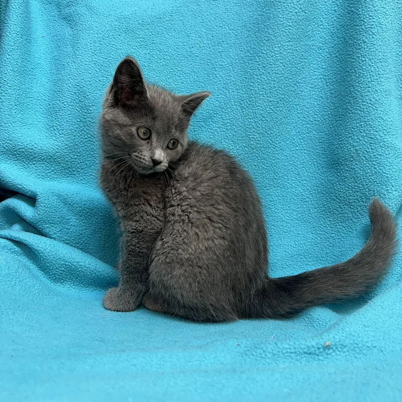 Genie  At Petsmart
