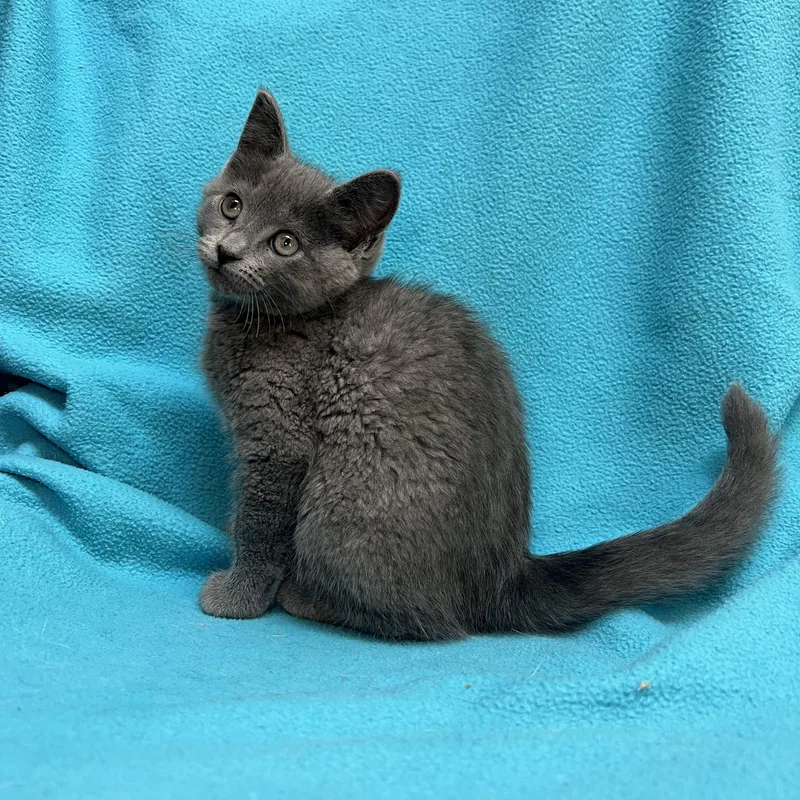 Genie  At Petsmart thumbnail 2