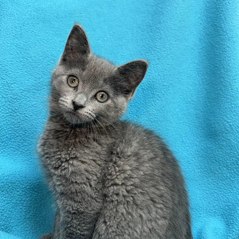 Genie  At Petsmart thumbnail 3