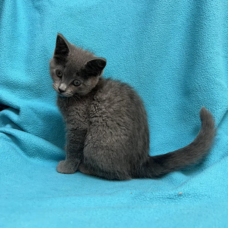 Genie  At Petsmart thumbnail 4