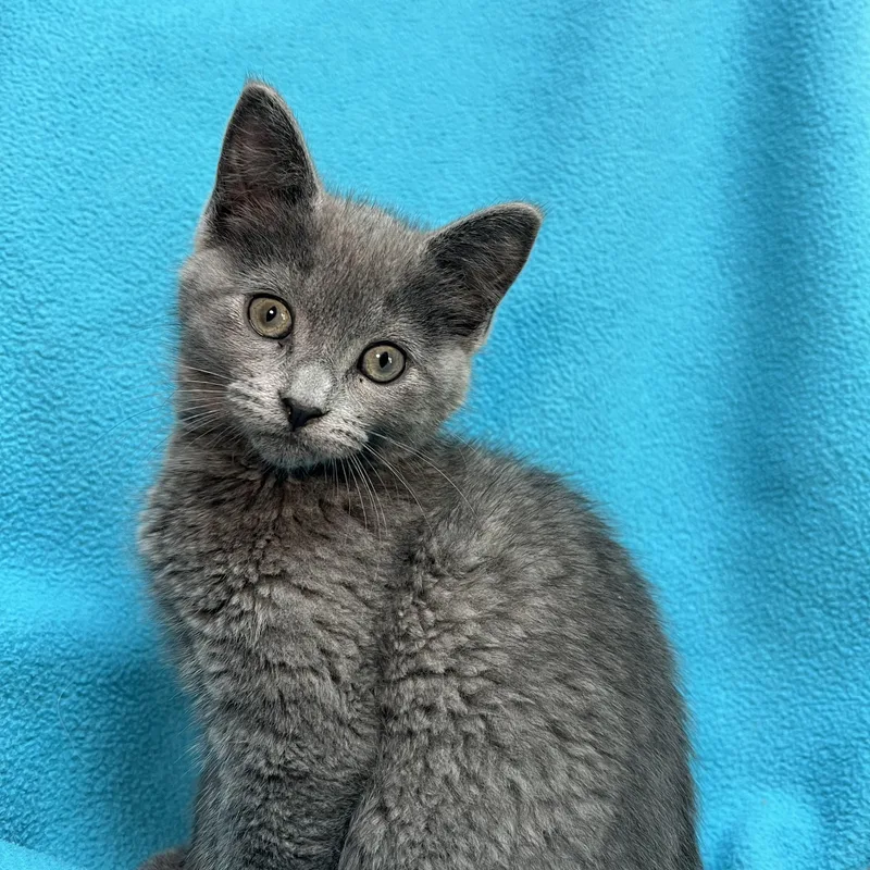 Genie  At Petsmart thumbnail 5