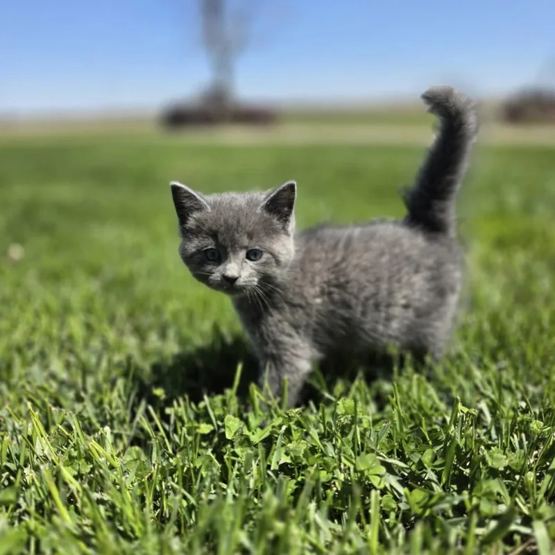 Genie  At Petsmart thumbnail 6