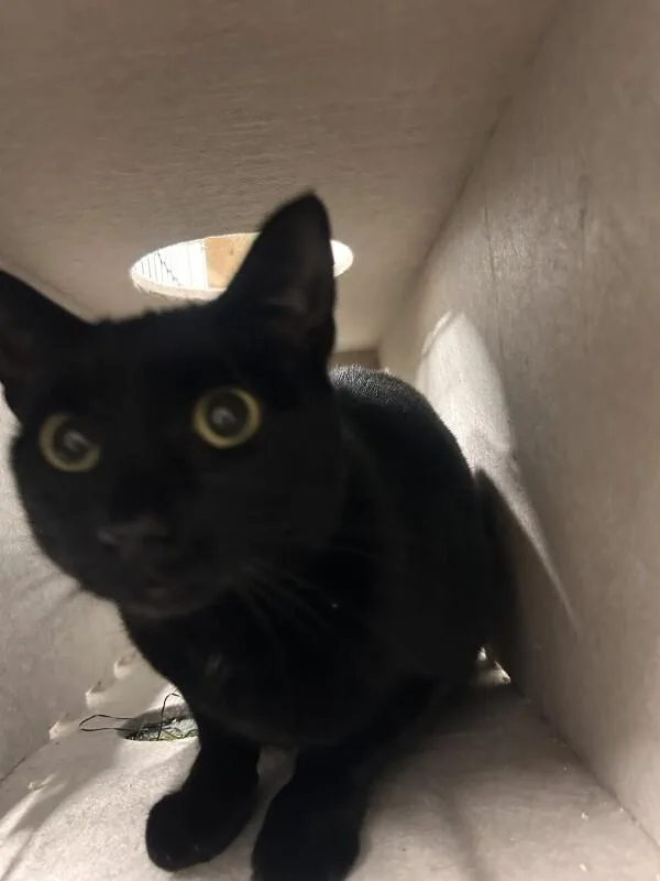 A young medium-sized female Black Domestic Short Hair cat named Egypt for adoption in bellefontaine, OH