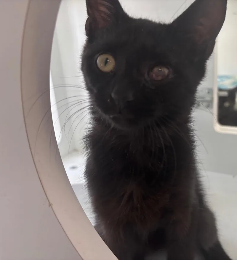 A baby small-sized male Domestic Short Hair cat named Plaid for adoption in Gorham, ME