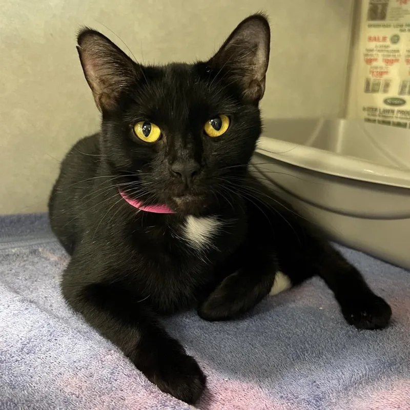 An adult medium-sized female Black Domestic Short Hair cat named Desi for adoption in Fairport, NY