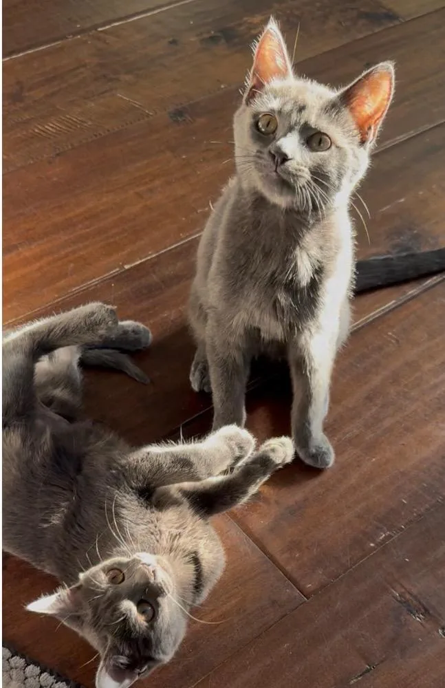 A young small-sized female Gray / Blue / Silver Domestic Short Hair cat named Sugar for adoption in Garden Grove, CA