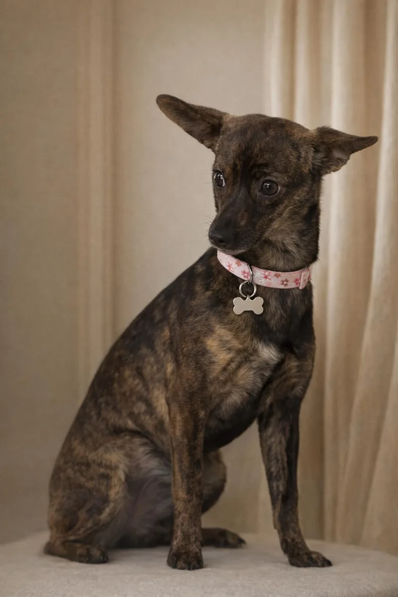 A baby small-sized female Chihuahua dog named Tiki for adoption in Orange, CA