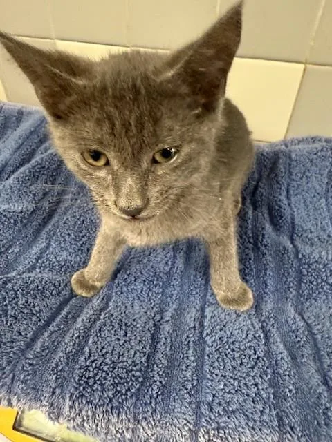 A baby small-sized male Domestic Short Hair cat named A for adoption in San Pedro, CA