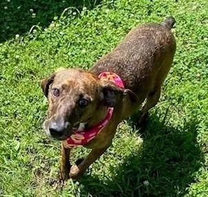 An adult medium-sized female Mixed Breed dog named Shoko for adoption in Kansas City, MO