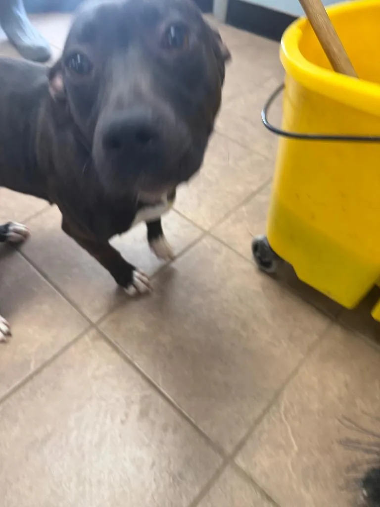 A young medium-sized female Mixed Breed dog named Marykate for adoption in Marion, OH