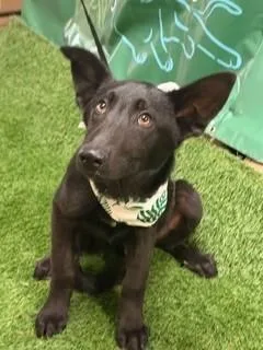 Oscar